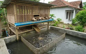 10 Ide Tata Letak Kolam Lele dan Kandang Bebek yang Efisien, Bisnis Ternak Minim Limbah