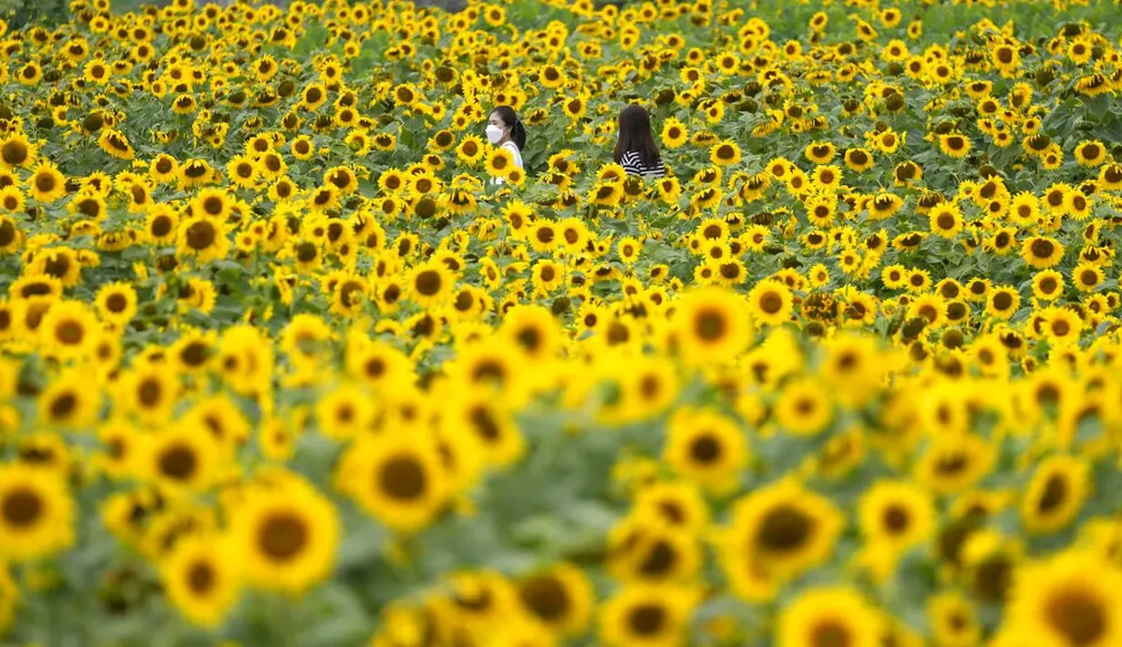 Pengunjung memakai masker sebagai pencegahan virus corona, berjalan melewati ladang bunga matahari saat istirahat makan siang di Paju, Korea Selatan, Kamis (1/7/2021).  Ratusan bunga matahari mekar di sebuah taman di Paju, Korea Selatan. Warga pun menikmati keindahannya. (AP Photo/Lee Jin-man)