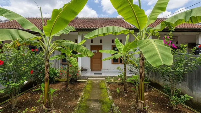 Jenis Pohon Pisang Pendek untuk Lahan Terbatas Model Pisang Raja Kinalun