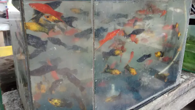 Liburan di Palembang, Jangan Lupa Mampir ke Kampung Ikan Hias