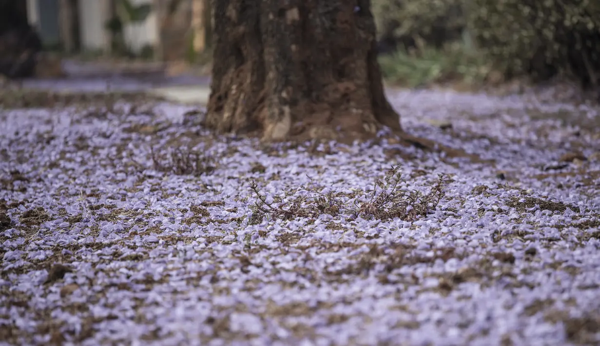Kelopak pohon jacaranda yang tumbang menutupi trotoar jalan di Johannesburg, Afrika Selatan pada  20 Oktober 2022. Di Afrika Selatan, Jacaranda mekar pada akhir bulan September hingga pertengahan November setiap tahun di Afrika Selatan. (Photo by Michele Spatari / AFP)