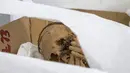 Arkeolog Pieter Van Dalen Luna (kiri) menunjukkan mumi berusia antara 800 hingga 1.200 tahun yang digali awal bulan ini di sebuah situs dekat ibu kota Lima, Peru, Selasa (30/11/2021). Penemuan mumi tersebut dilakukan oleh para peneliti dari Universitas Nasional San Marcos. (Cris BOURONCLE/AFP)