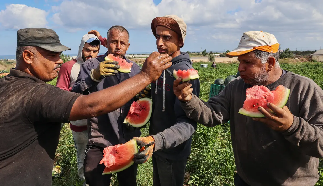 Petani Palestina makan semangka saat mereka bekerja selama musim panen di tengah pandemi virus corona di Beit Lahia di Jalur Gaza utara dekat perbatasan dengan Israel (18/6/2021). (AFP/Mohammed Abed)