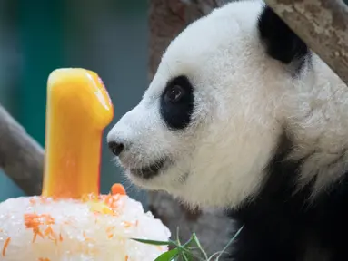 Seekor panda betina (tanpa nama) yang lahir di kebun binatang Malaysia tahun lalu melihat kue ulang tahun Ice-nya pada ulang tahun pertamanya di Kebun Binatang Nasional di Kuala Lumpur, Malaysia (14/1). (AP Photo/Vincent Thian)