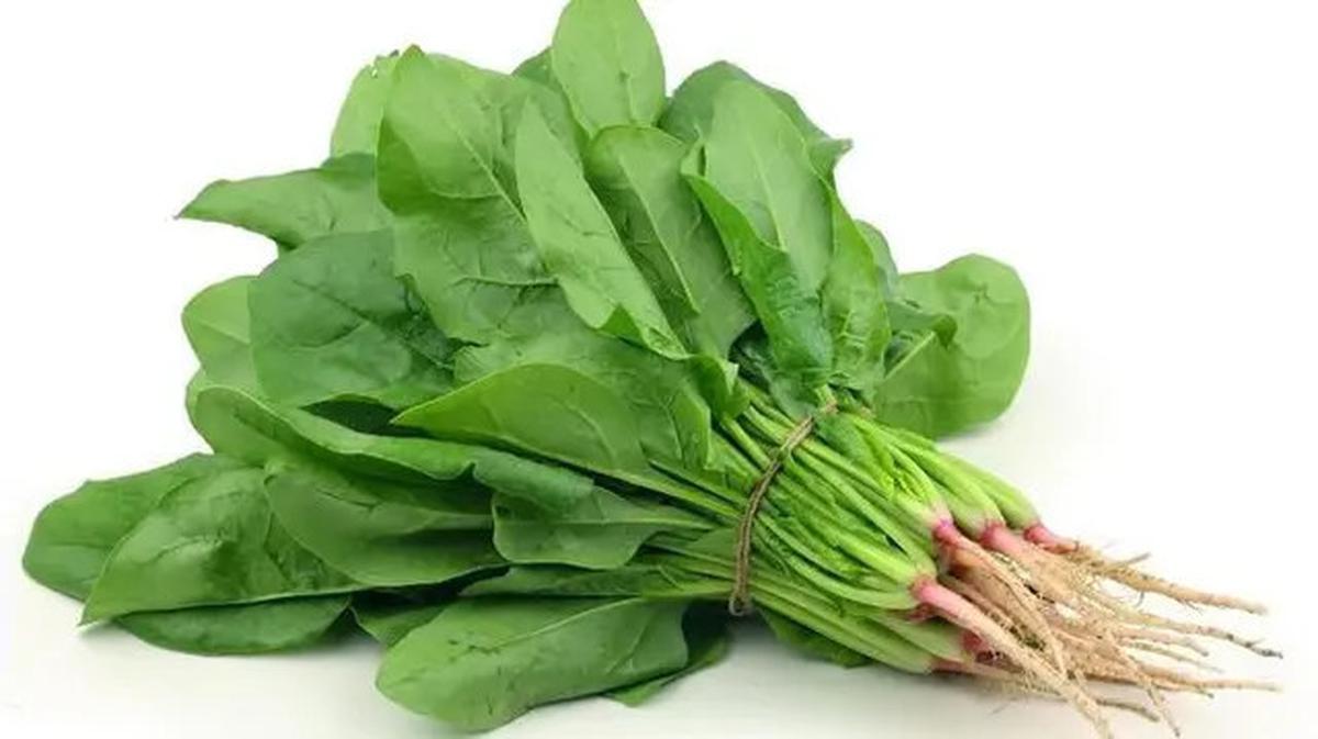 Sayuran Tinggi Protein yang Mudah Ditanam Sendiri, Cocok untuk Pola Makan Sehat
