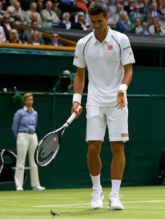 Turnamen tenis Wimbledon 2015 berubah jadi panggung hiburan saat seekor burung gereja masuk ke dalam lapangan. Hadirnya burung kecil tersebut menganggu pertandingan antara Novak Djokovic melawan Philipp Kohlschreiber. (AP Photo/Kirsty Wigglesworth)