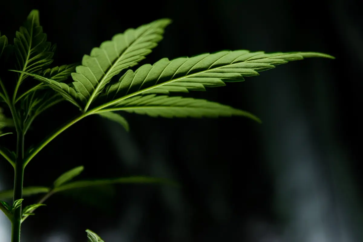 Ilustrasi Ganja