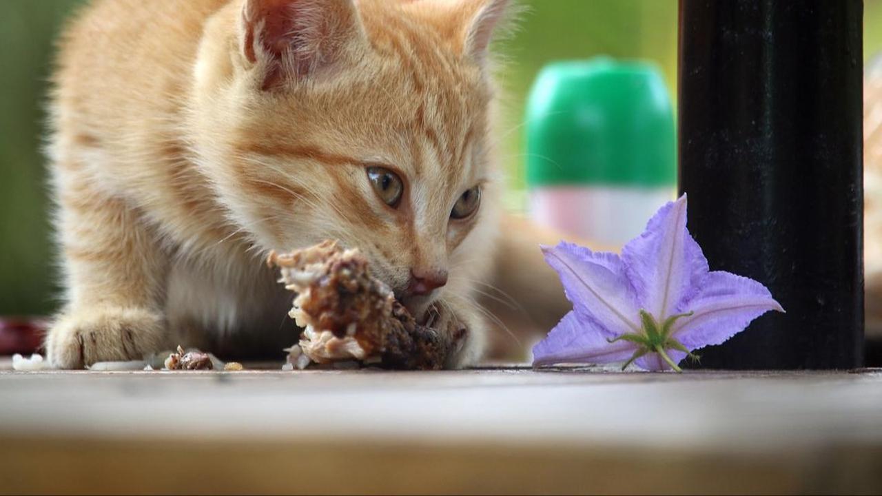 Cara Mengatasi Kucing Muntah Cacing
