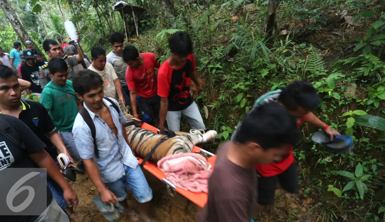 Petugas dibantu warga saat membawa Harimau Sumatera di Taman Nasional Batang Gadis, Desa Batu Madingding, Kecamatan Muara Soma Kabuten Mandailing Natal, Sumatera, Kamis (26/11). Harimau Sumatera terjerat jebakan yang dibuat warga. (Ori Kakigunung)