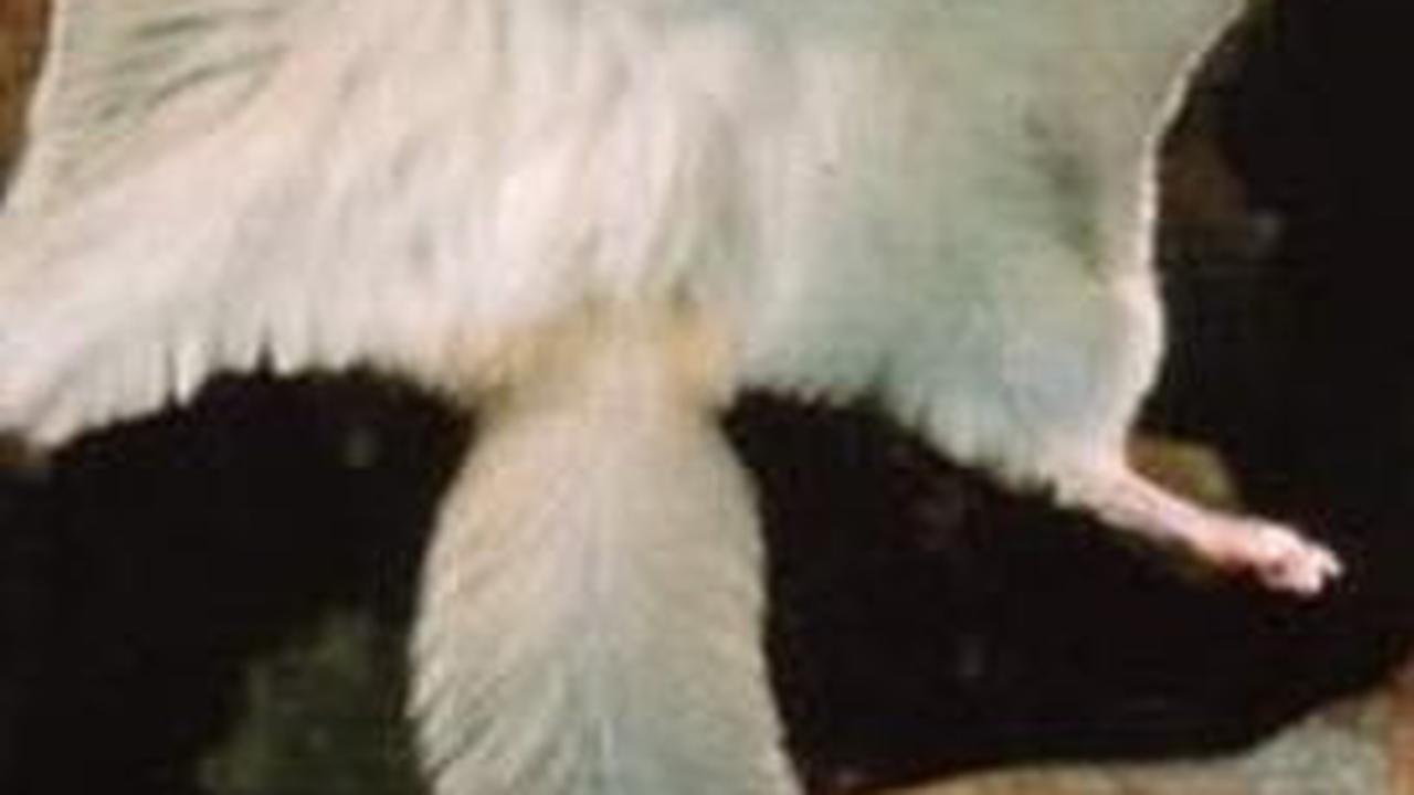<b>Tupai Terbang</b>