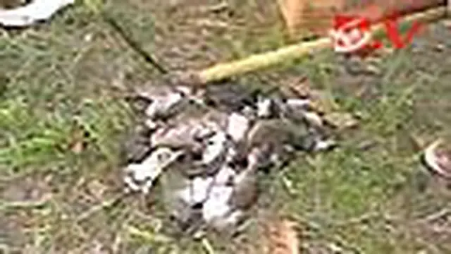 Tikus Serang 25 Hektare Padi di Flores
