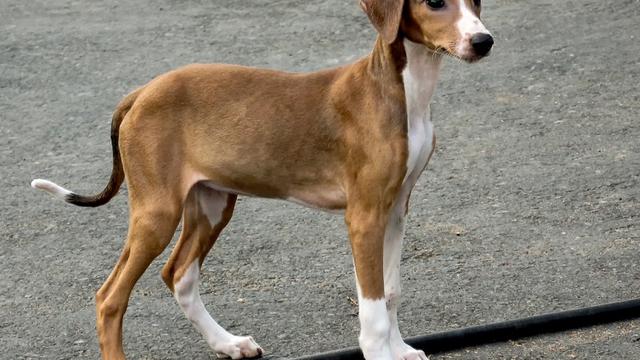 Tak Hanya Lucu, 6 Jenis Anjing Ini Harganya Selangit