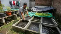 Ide Usaha Ternak Belut panen 3 Bulan untuk Anak Muda di Lahan Sempit &amp; Modal Minim