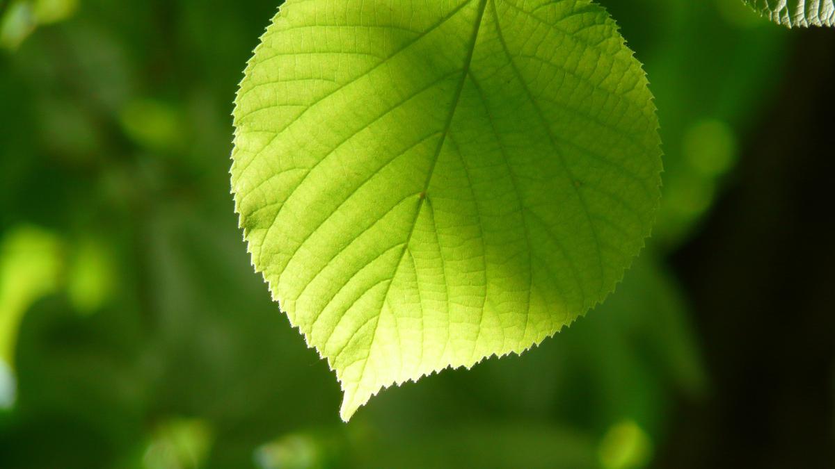 Jaringan yang berfungsi untuk mengangkut hasil fotosintesis dari akar ke daun adalah