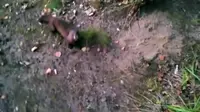 Seekor Mink Meminta Tangkapan Ikan Kepada Seorang Pemancing