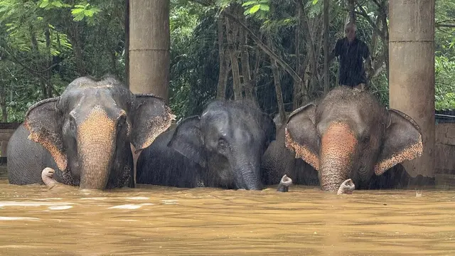 Gajah terdampak banjir Chiang Mai. (AP/Wichai Tapriew)