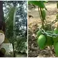 Cara Nyeleneh Amankan Buah di Pohon. (Sumber: Twitter/@txtdarigajelas dan Instagram/duhreceh)