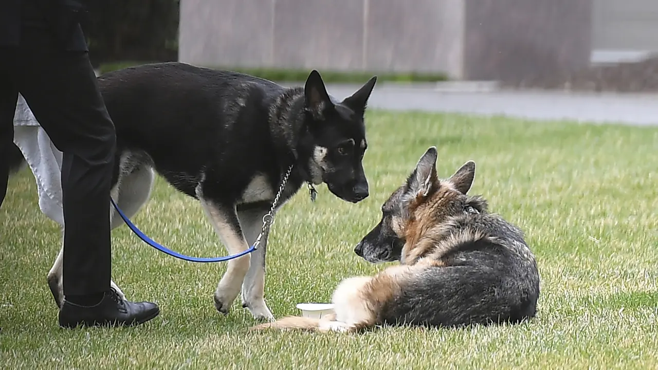 Major, Anjing Milik Joe Biden