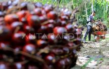 Harga TBS Sawit Aceh: Petani Rugi Ratusan Rupiah per Kilo, Apkasindo Sesalkan PKS Abaikan Ketetapan Pemerintah