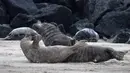 Tingkah sepasang anjing laut abu-abu usai melakukan kawin di pantai Pulau Helgoland, Jerman, 5 Januari 2020. Setelah tiga minggu menyusui, induk anjing laut abu-abu akan membiarkan anaknya mengurus diri mereka sendiri. (John MACDOUGALL/AFP)