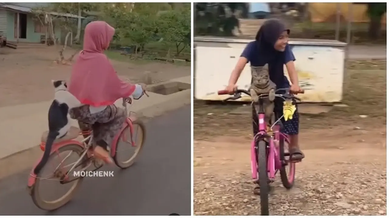 6 Potret Kucing Dibonceng Pakai Sepeda Ini Bikin Gemas, Anteng Banget