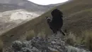 Seekor burung kondor Andes dilepaskan ke alam liar oleh dokter hewan Bolivia, di pinggiran Choquekhota, Bolivia, Selasa (23/2/2021). Pelepasliaran dua burung kondor Bolivia yang terancam punah ini bagian dari proyek di bawah naungan program konservasi negara. (AP Photo/Juan Karita)
