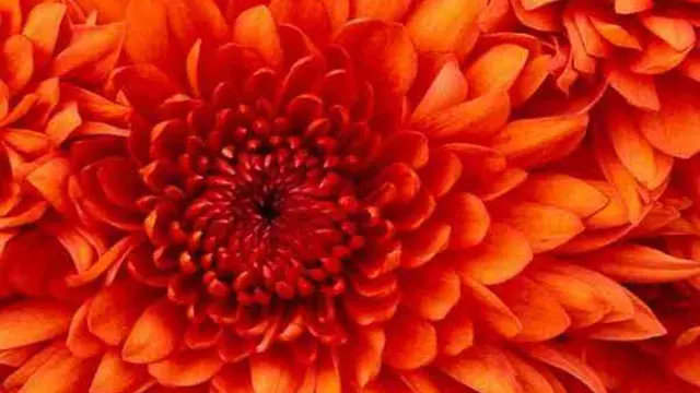 [Bintang] Diwakili sama Bunga, Ini Bunga yang Sesuai dengan Zodiak Kamu