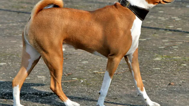 Ras Anjing Basenji