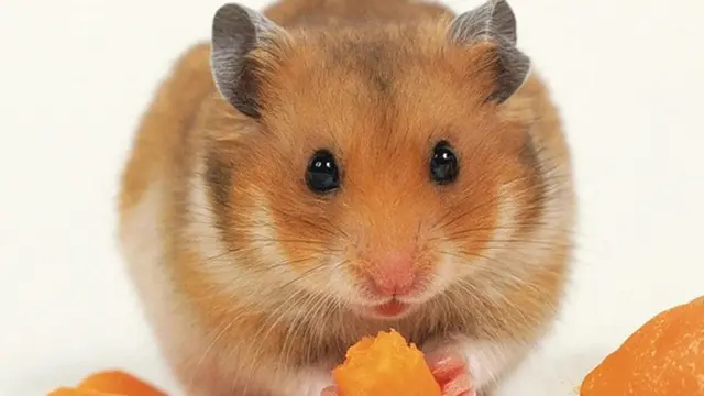 Foto : copyright howtogetridofmiceforever.com