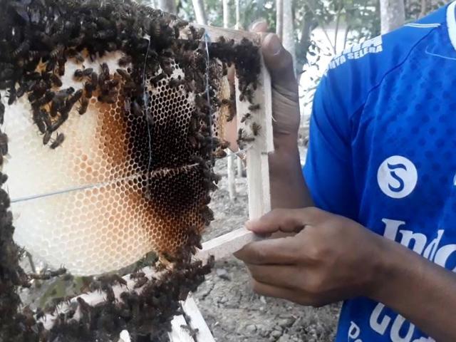 Lebah Madu Liar Berubah Jinak Di Tangan Santri Cilacap Regional