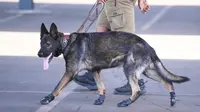 Tinggalkan Karier Mentereng, Wanita Ini Raup Rp 2,7 Miliar dari Bisnis Anjing Penjaga