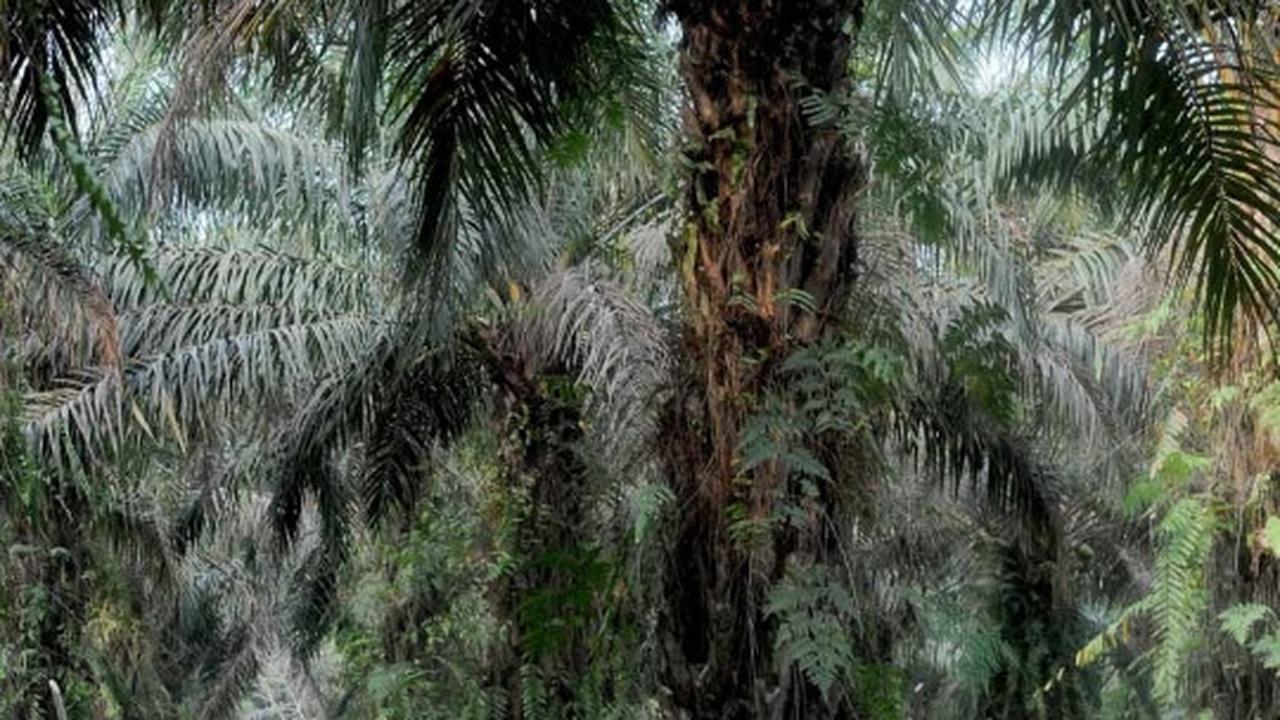 Keakraban Jokowi bertemu Suku Anak Dalam di hutan sawit