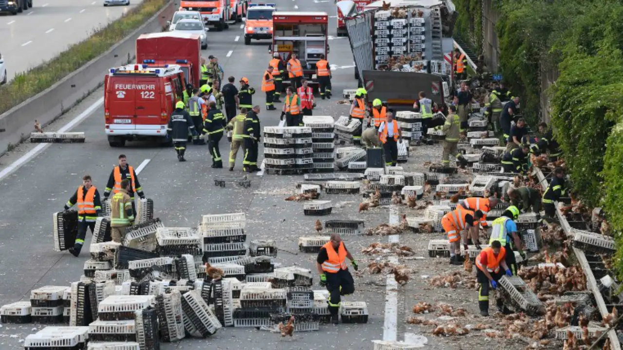 Kecelakaan yang membawa sekitar 7.500 ayam. (AFP)