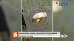 Warga Kecamatan Temayang, Kabupaten Bojonegoro, Jawa Timur, dibuat geger dengan keberadaan seekor anakan buaya yang berkeliaran di sawah warga. Kemunculan buaya ini memang jarang terjadi bagi masyarakat Bojonegoro.