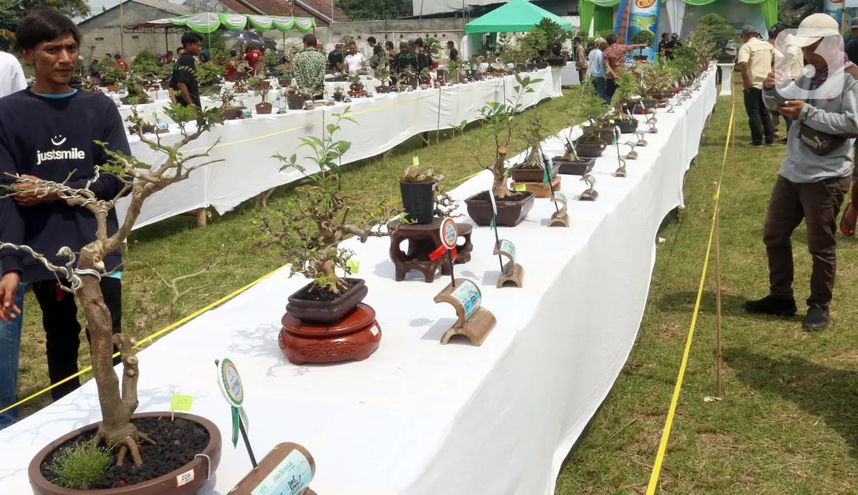 Deretan tanaman bonsai dipamerkan dalam pameran dan kontes di Lapangan Bola Chikal, Tapos, Depok, Jawa Barat, Minggu (4/12/2022). Penilaian tanaman bonsai mulai dari akar, gerak batang, hingga perantingan. (merdeka.com/Arie Basuki)