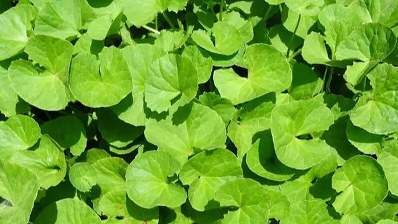Khasiat Centella Asiatica dan Cara Pengolahannya, Daun Pegagan Bermanfaat untuk Kesehatan Kulit serta Fungsi Otak