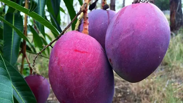 Irwin, Si Mangga Unggu dari Negeri Taiwan