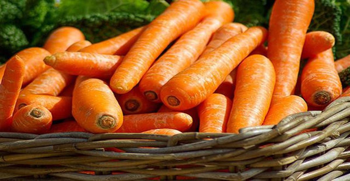 12 Jenis Tanaman yang Mudah Dirawat Cocok untuk Lahan Sempit, dari Tanaman Hias hingga Sayur-mayur
