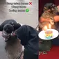 Seekor Kucing Dapat Kejutan Ulang Tahun, Warganet: Kalah Sama Kucing.