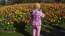 Seorang wanita memotret bunga tulip saat mengunjungi taman bunga Belanda yang terkenal di dunia, Keukenhof, Lisse, Belanda, 12 April 2022. Keukenhof merupakan taman bunga terbesar di dunia dengan tujuh juta kuntum bunga tulip yang ditanam setahun sekali di taman tersebut. (AP Photo/Peter Dejong)