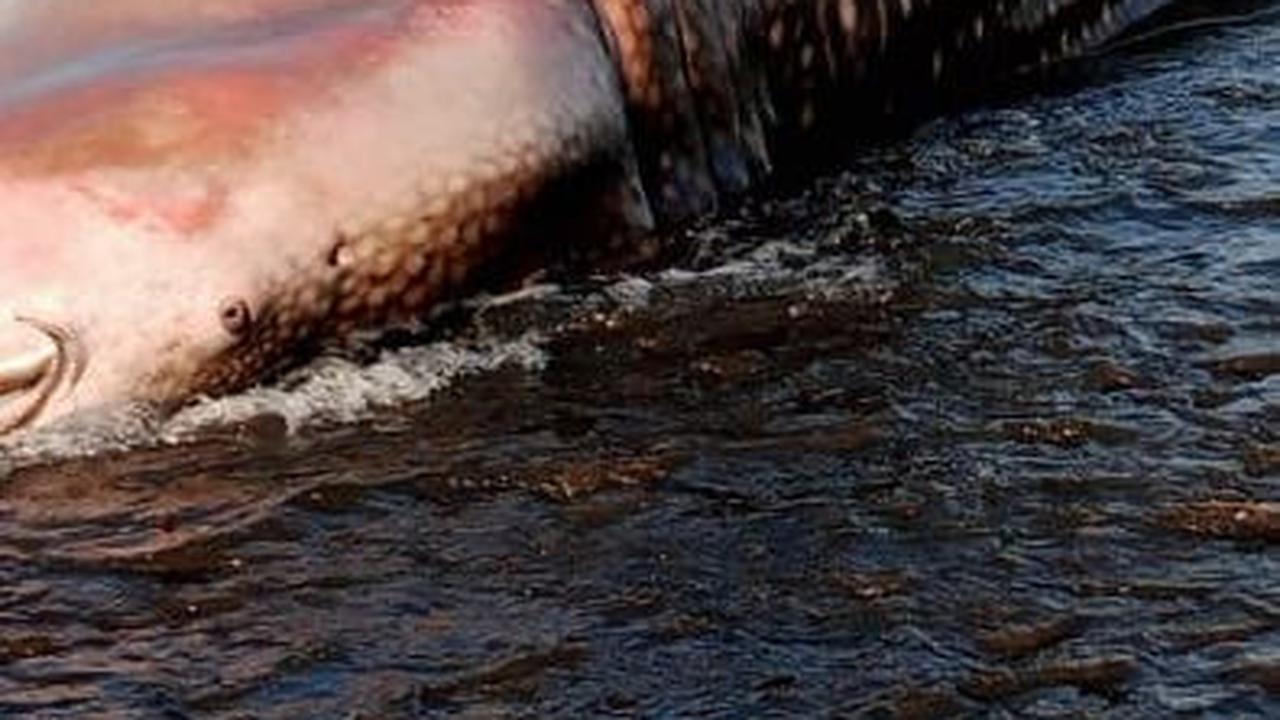 Hiu Paus Sepanjang 7 Meter Mati Terdampar di Pantai Pekutatan Bali