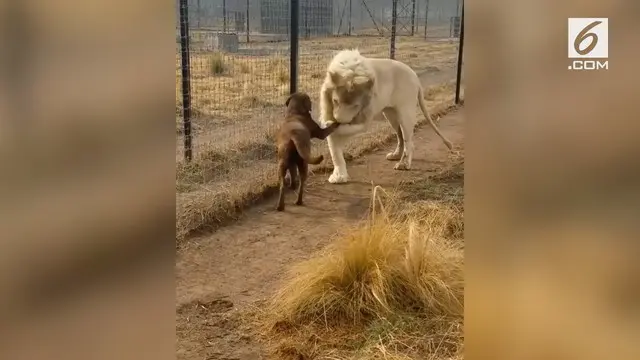 Seekor singa cium tangan saat bertemu dengan seekor anjing.