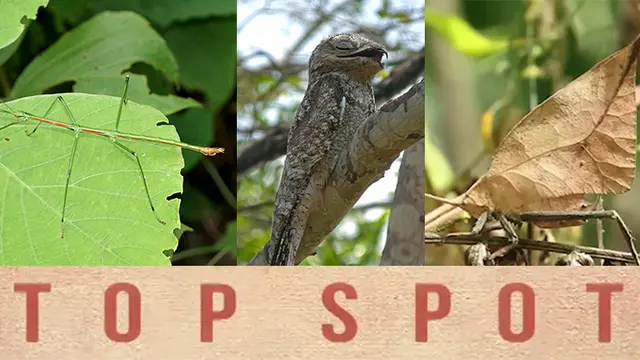 TOP SPOT : 6 Binatang yang Jago Menyamar