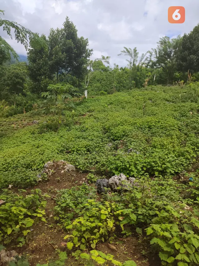 Kebun tanaman Nilam milik warga di Kabupaten Tojo Unauna