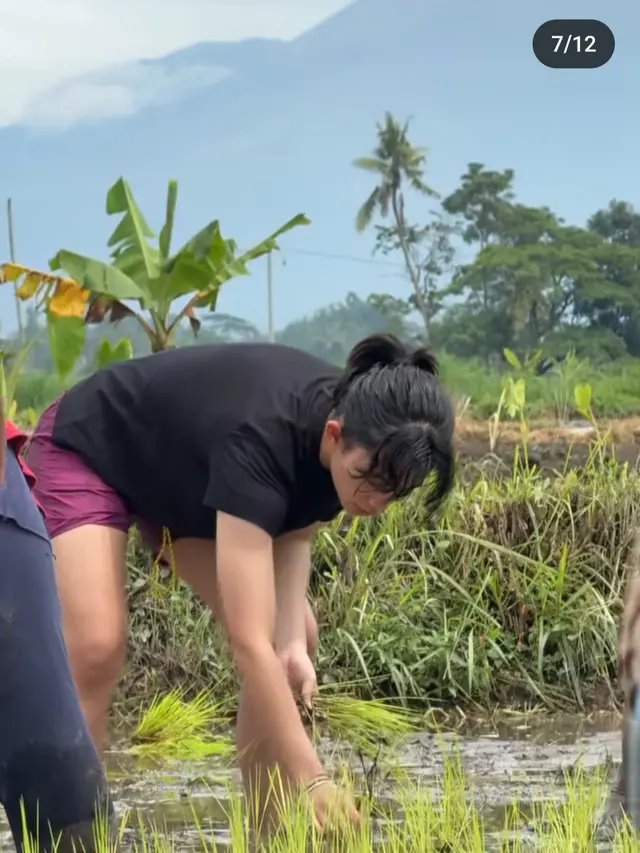 Potret Keseruan Sintya Marisca Tanam Padi di Sawah