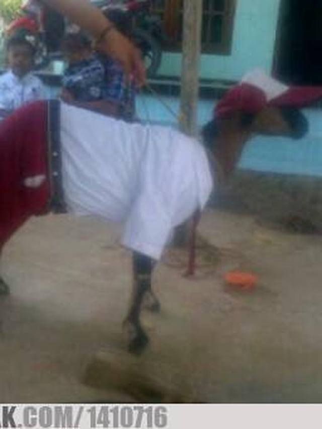 6 Potret Kambing Menyamar Jelang Dikurban Ini Bikin Ngakak