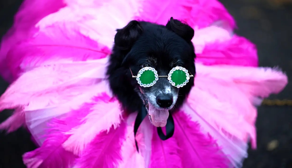 Seekor anjing mengenakan kostum ala Rihanna menghadiri Tompkins Square Halloween Dog Parade di Manhattan, New York City, Amerika Serikat, Minggu (20/10/2019). (Johannes EISELE/AFP)