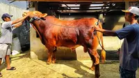 Penampakan 'Predator', Sapi Kurban 1,17 Ton Milik Prabowo untuk Warga Sukabumi