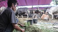 Pekerja saat menyiapkan rumput untuk pakan hewan kurban yang sedang menjalani proses karantina di kawasan Pondok Kopi, Duren Sawit, Jakarta Timur, Rabu (15/6/2022). Pedagang harus menunggu surat kesehatan hewan dari Dinas Ketahanan Pangan, Kelautan, dan Pertanian. (merdeka.com/Iqbal S. Nugroho)