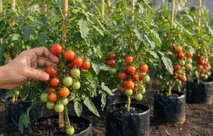 Cara Menanam dan Merawat Tomat di Polybag agar Rajin Berbuah, Tidak Mudah Layu